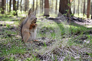 Volgare scoiattolo tetta antenato della nave un spazzola sul erba più vicino legna . Selvaggio fatti casa l'animale 