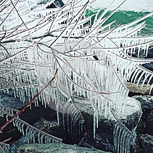 Frozen Branches at Lake Ontario photo