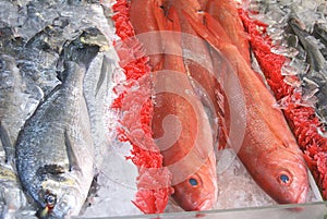 Fozen fish in fridge at a fish market photo