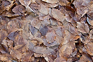 Fozen Leaves in a Forest in Denmark photo