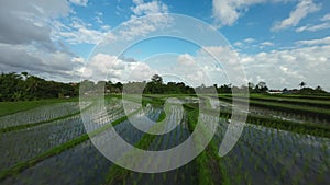 fpv drone flying over ricefields of Bali, Indonesia after a birds