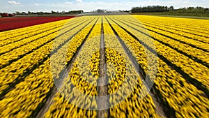 FPV Drone flying over Tulips Fields in the Netherlands. Sport racing cinematic drone shot of blooming tulip flowers.