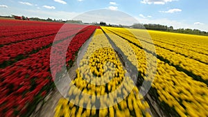 FPV Drone flying over Tulips Fields in the Netherlands. Sport racing cinematic drone shot of blooming tulip flowers.
