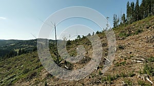 FPV Drone shot: Flying Out of the Forest to Devastated Area after Deforestation.