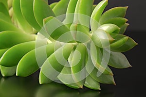 Fractal pattern of stem and fleshy leaves of succulent Echeveria closeup indoor potted plant on dark glass background.