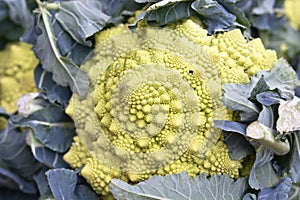 Fractal Romanesco cabbage photo