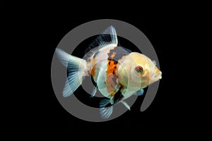 Fractal Tricolor goldfish isolated on black