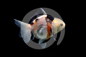 Fractal Tricolor goldfish isolated on black