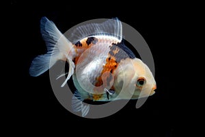 Fractal Tricolor goldfish isolated on black