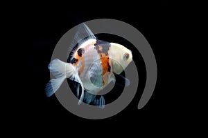 Fractal Tricolor goldfish isolated on black