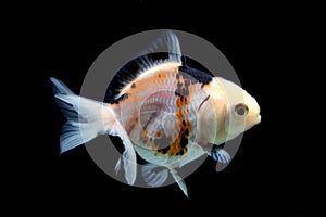 Fractal Tricolor goldfish isolated on black