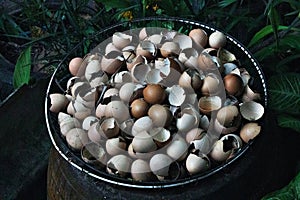 Fractured eggshells lie scattered in the basket,