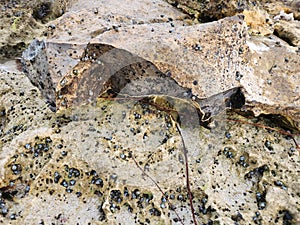 Fractured Flint Rock on a Limestone Reef & x28;South Australia& x29;