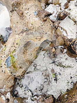 Fractured Flint Rock on a Limestone Reef & x28;South Australia& x29;