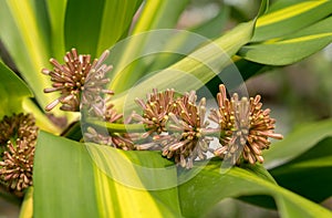 Fragant FLower& x28;Dracaena fragrans& x29; on green leaves