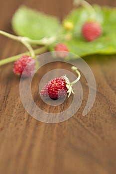 Fragaria