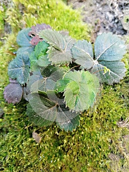 Fragaria ananassa on forest moss