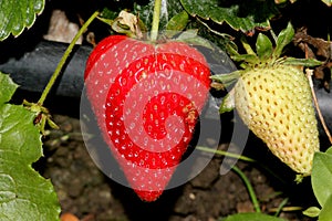 Fragaria x ananassa, Garden strawberry