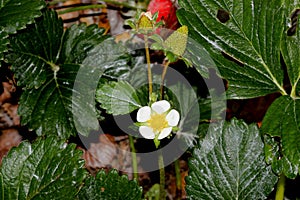 Fragaria x ananassa, Garden strawberry