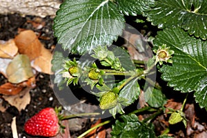 Fragaria x ananassa, Garden strawberry