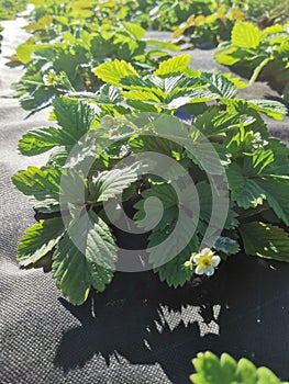 Fragaria ananassa & x28;garden strawberry& x29;