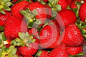 Fragaria x ananassa, Garden strawberry