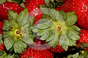 Fragaria x ananassa, Garden strawberry