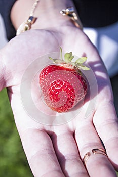 Fragaria ananassa on hand