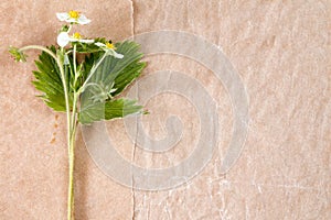 Fragaria ananassa on paper background