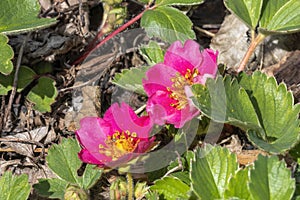 Fragaria x ananassa `Samba`