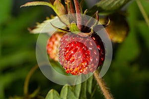 Fragaria vesca, commonly called wild strawberry, woodland strawberry, Alpine strawberry, European strawberry, fraise des bois