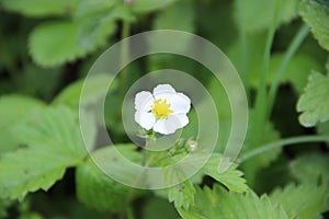 Fragaria vesca, commonly called wild strawberry, woodland strawberry, Alpine strawberry, European strawberry, or fraise des bois, photo