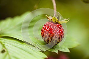 Fragaria vesca, commonly known as the Woodland Strawberry