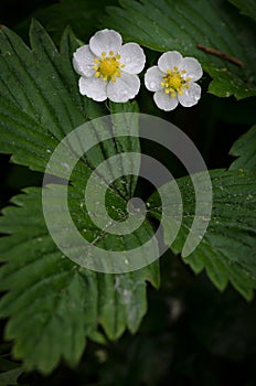Fragaria vesca in flower
