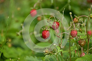 Fragaria vesca. Ripening strawberry fruits.