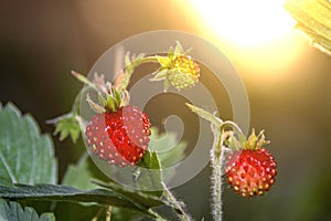 Fragaria vesca strawberry wild berry wild strawberry grows berries macro forest berries nature summer  in the glare of light  at s