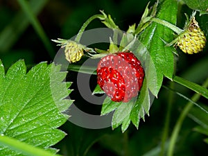 Fragaria vesca. Wild aka Alpine strawberry in the undergrowth. photo
