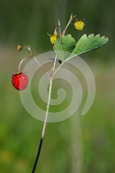 Fragaria vesca, Woodland Strawberry photo