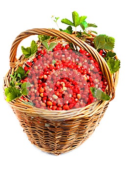 Fragaria vesca, Woodland Strawberry photo