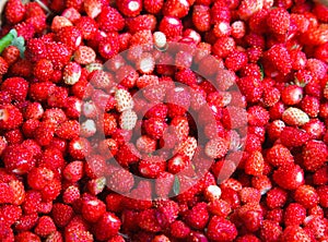 Fragaria vesca, Woodland Strawberry