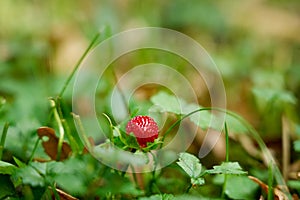 Fragaria vesca, woodland strawberry, wild strawberry outdoors in the nature. European strawberry, Alpine strawberry in green grass