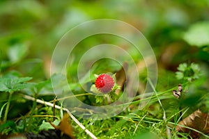 Fragaria vesca, woodland strawberry, wild strawberry outdoors in the nature. European strawberry, Alpine strawberry in green grass