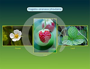 Fragaria x ananassa