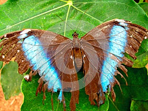 Fragile Amazon Butterfly