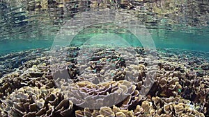 Fragile and Beautiful Corals in Komodo National Park