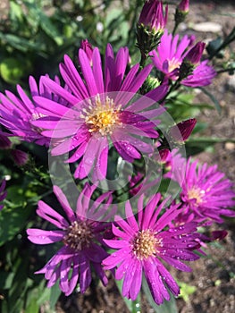 Fragile Beauty: Blossoming Aster in Nature