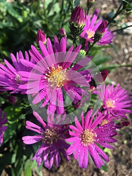 Fragile Beauty: Blossoming Aster in Nature