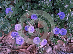 Purple real flowers photo