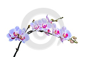 Fragile branch of vibrant purple blue colored orchids