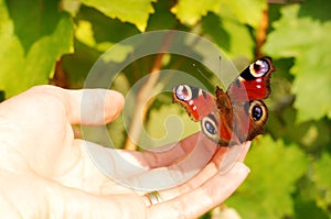 Fragile butterfly resting